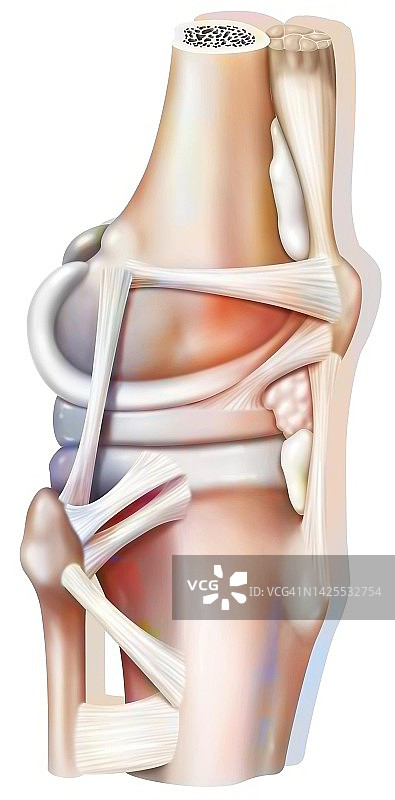 膝关节韧带图图片素材