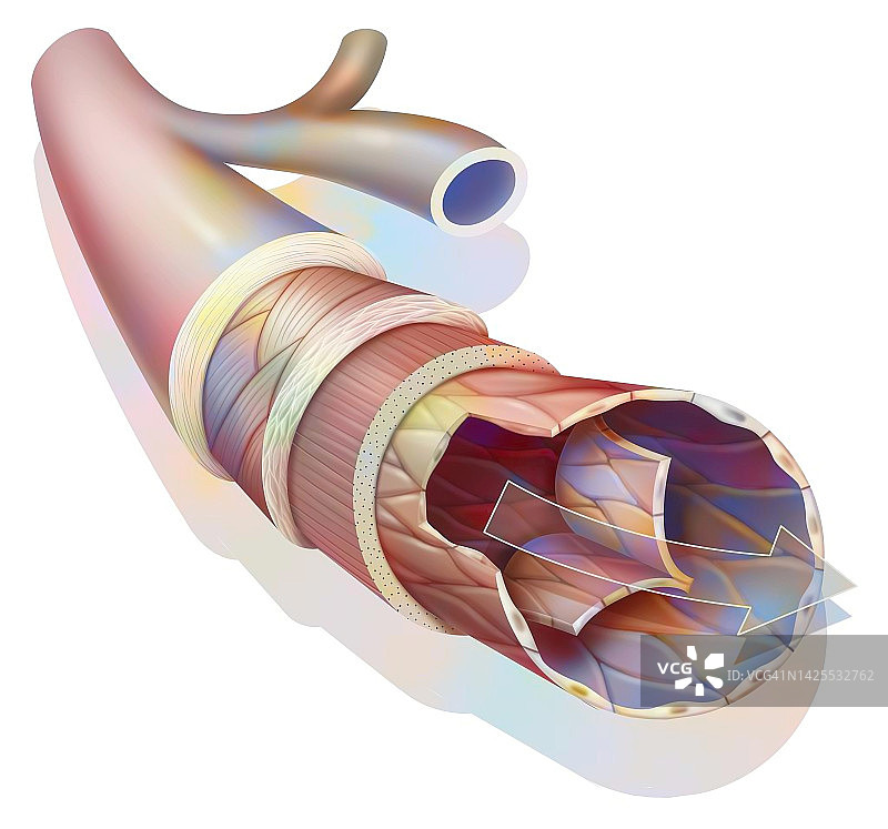 血管绘制图片素材