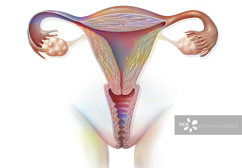 女性生殖系统示意图图片素材