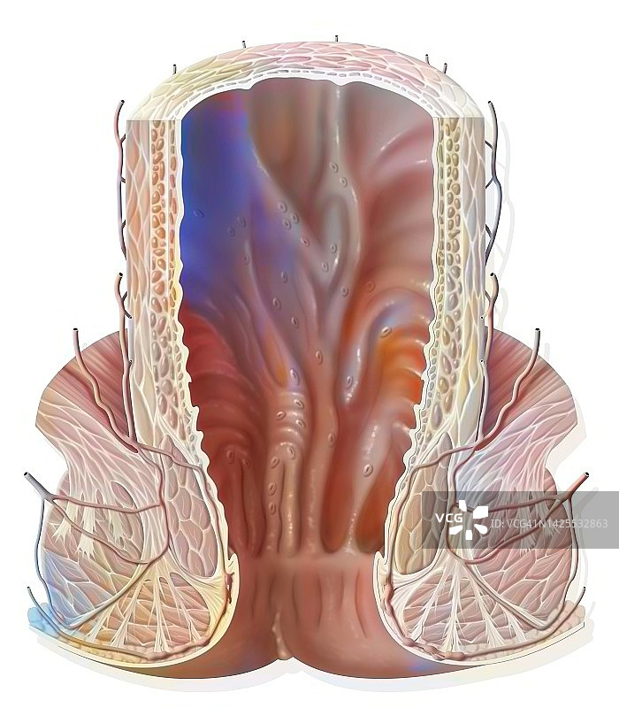 直肠图图片素材