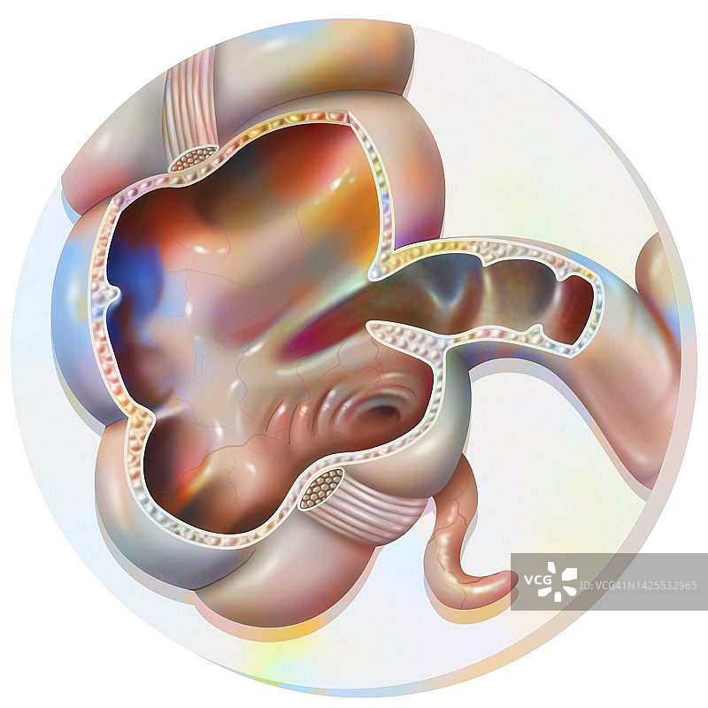 结肠绘画图片素材