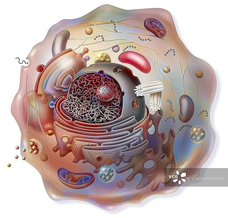 绘制细胞图片素材