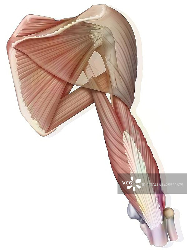 肩部肌肉绘画图片素材