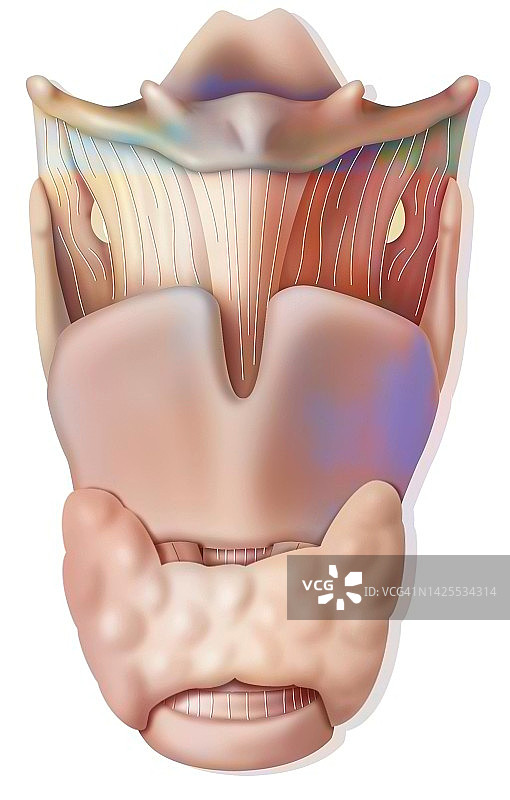 喉部图图片素材
