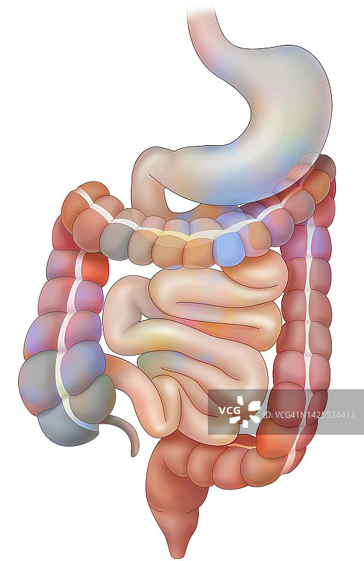 消化系统结构图图片素材
