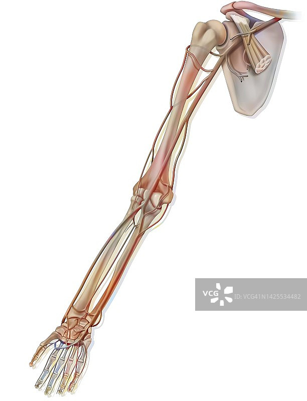 血液循环图片素材