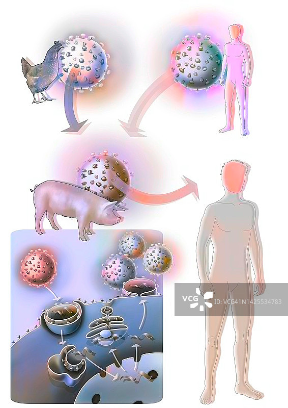 流感病毒感染图片素材