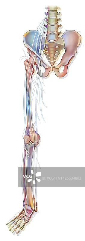 神经系统图图片素材