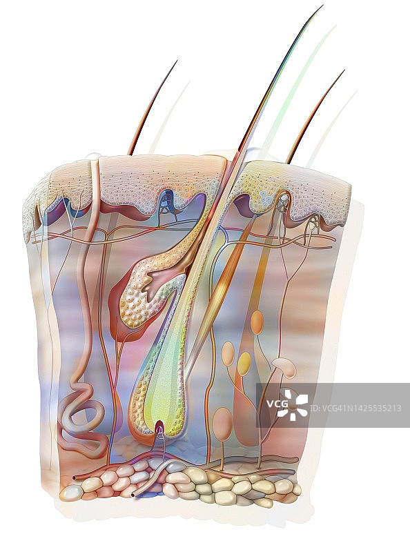 皮肤绘画图片素材