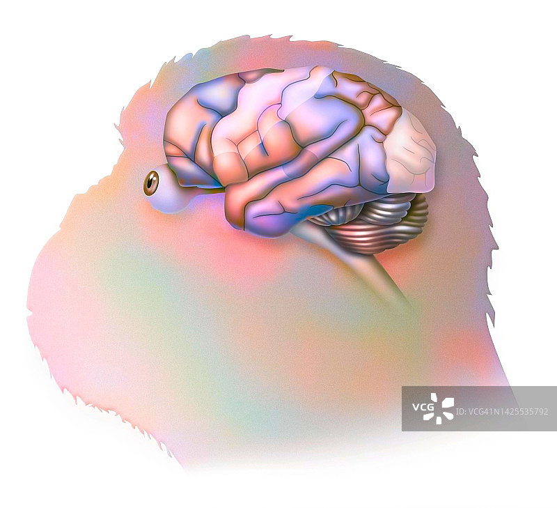 黑猩猩大脑图图片素材