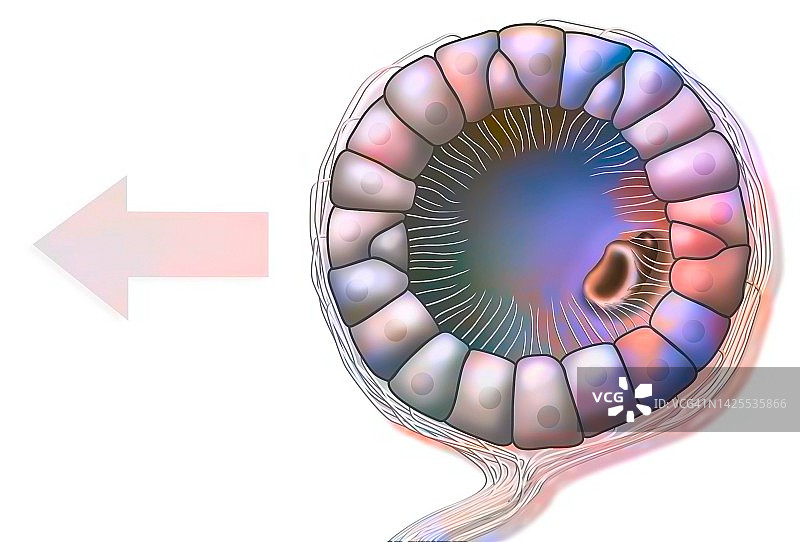 鱿鱼平衡囊图图片素材