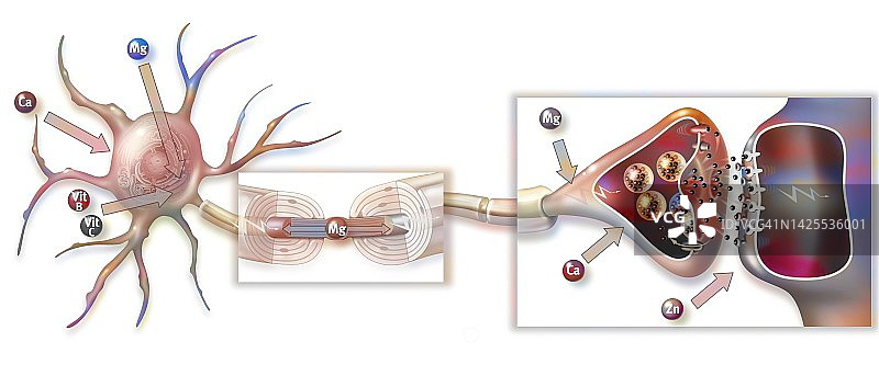 神经冲动图图片素材