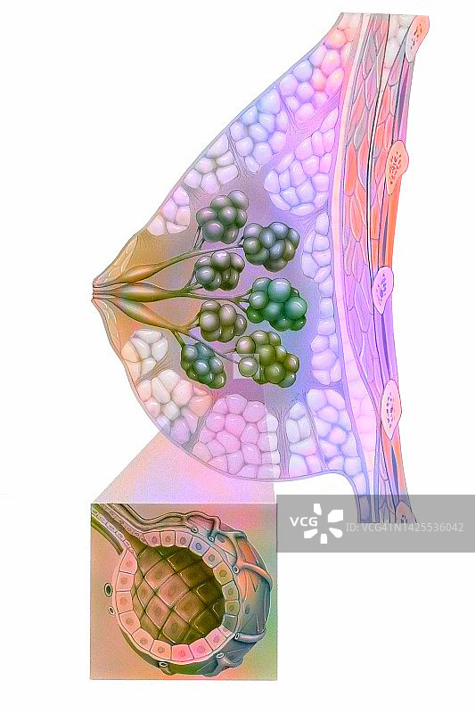 乳房绘画图片素材