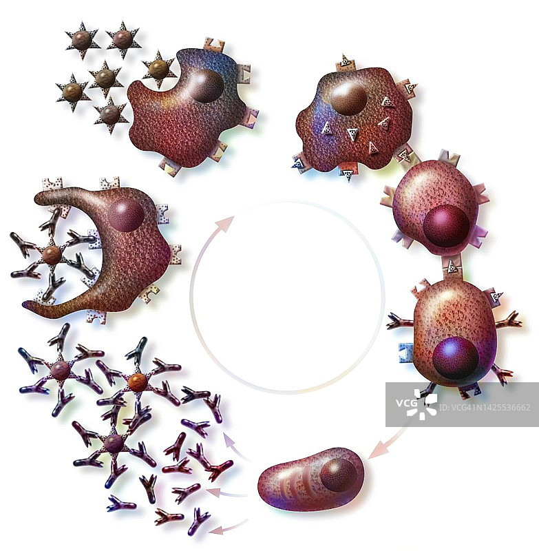 免疫学图片素材