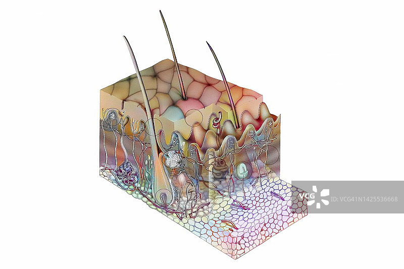 皮肤绘画图片素材