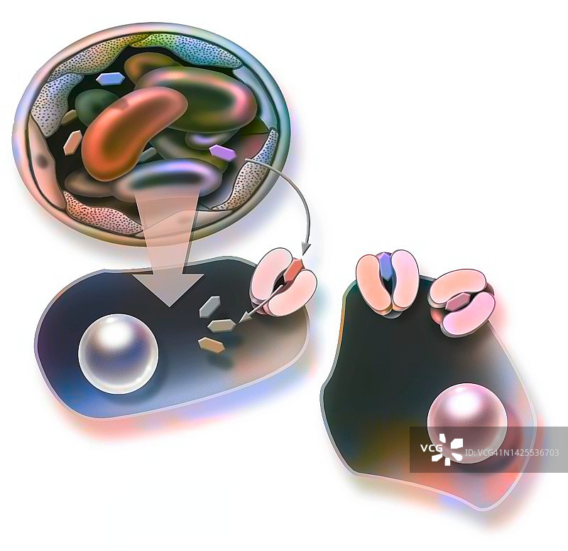 葡萄糖转运示意图图片素材