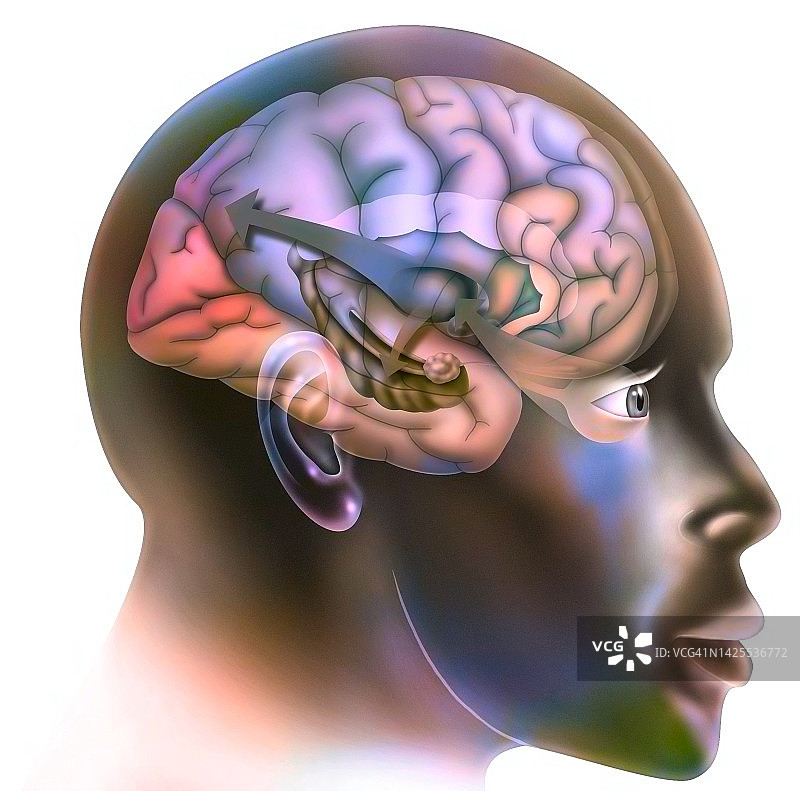 大脑插画图片素材