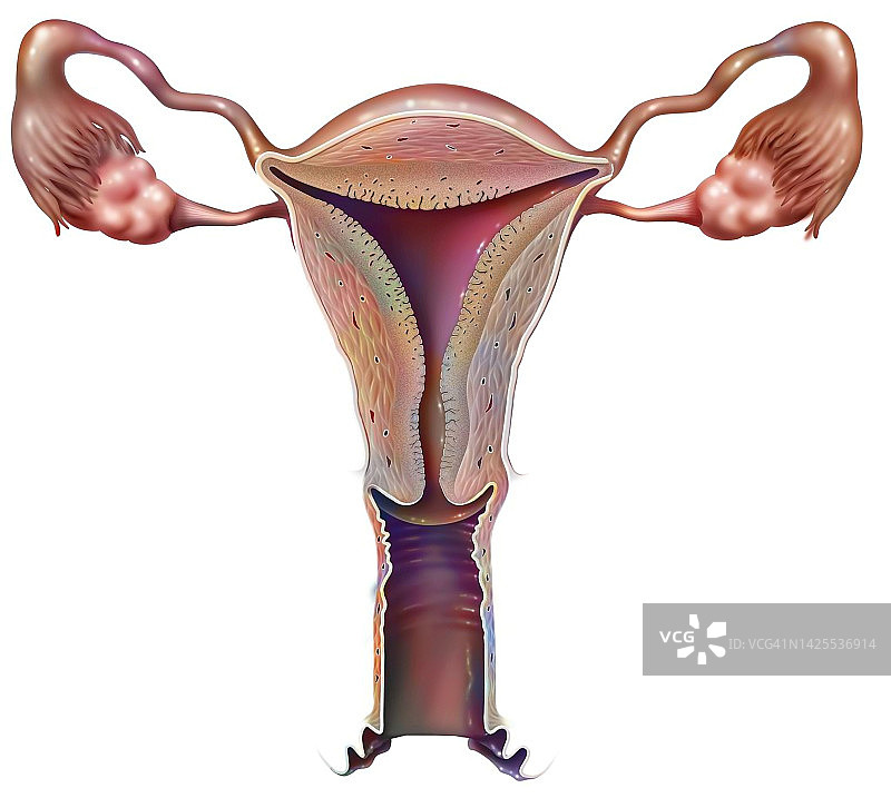 女性生殖系统示意图图片素材