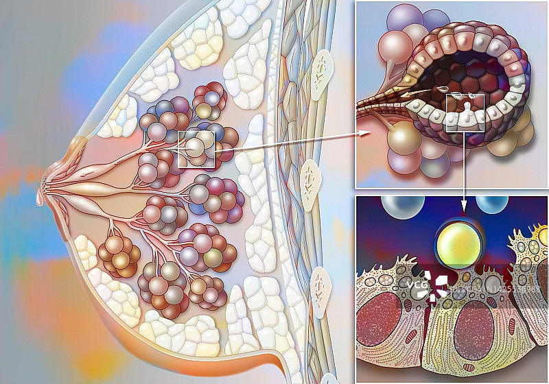 哺乳期绘画图片素材
