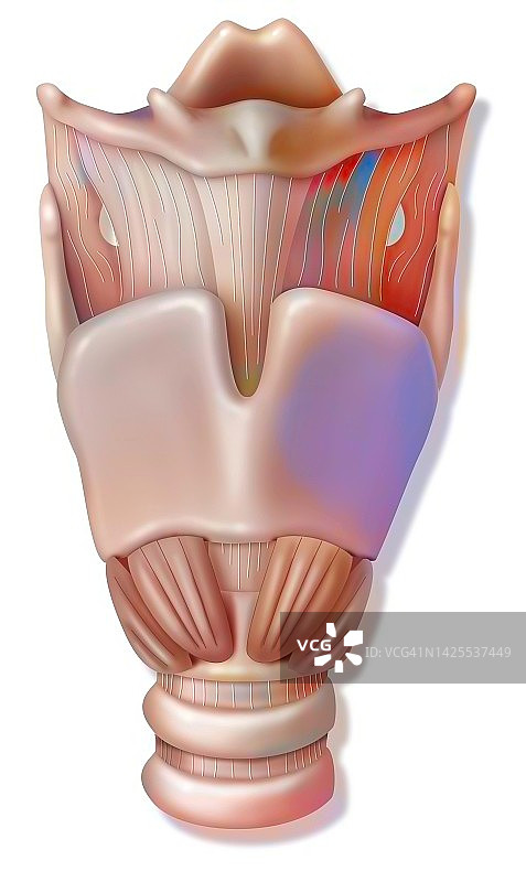 喉部图图片素材