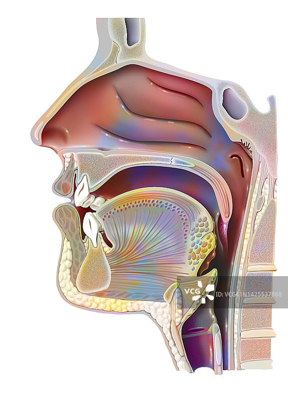 呼吸系统图图片素材