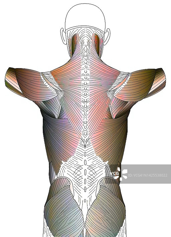 肌肉线条绘画图片素材