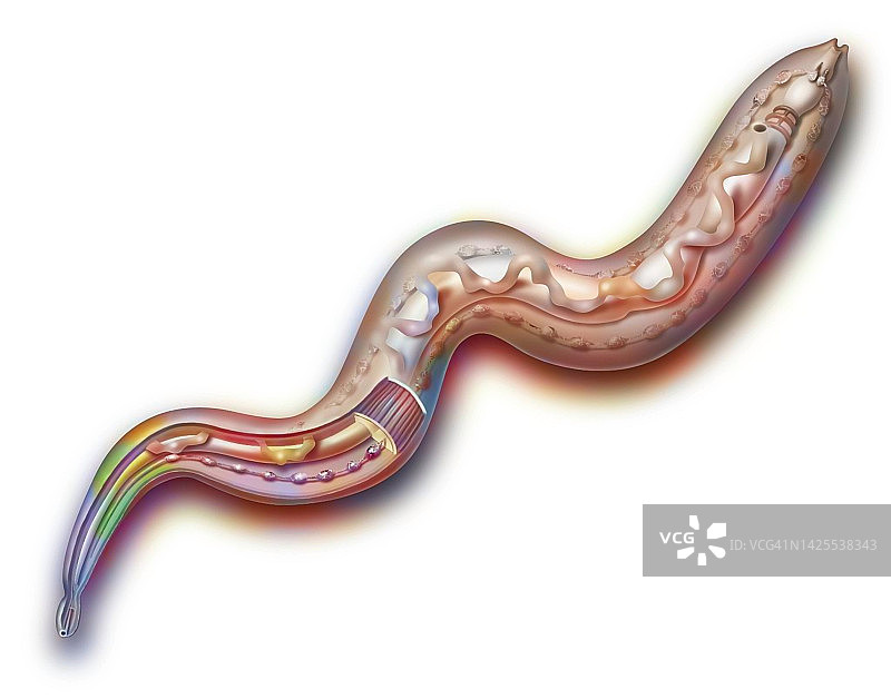 蠕虫解剖结构图片素材