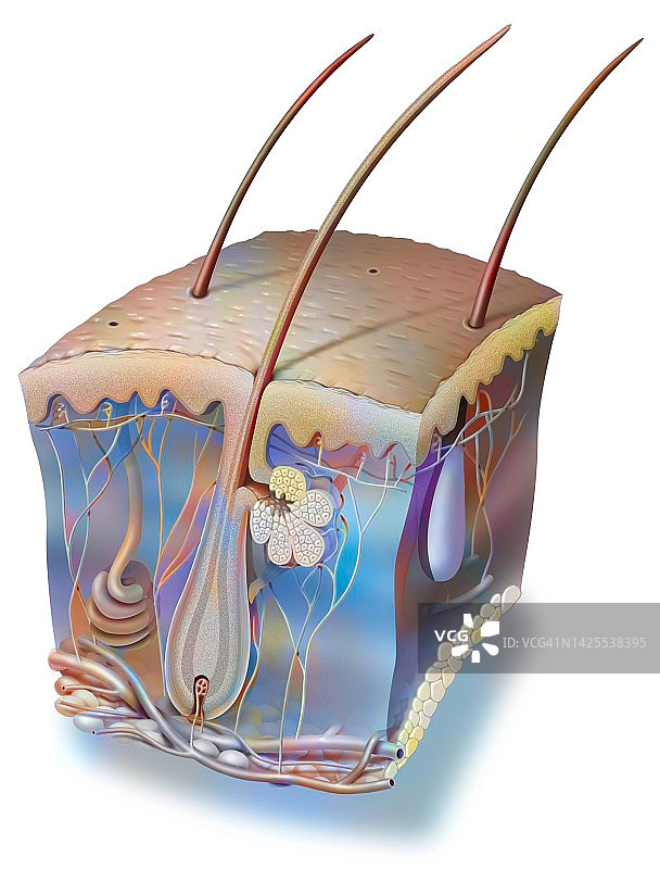 皮肤绘画图片素材