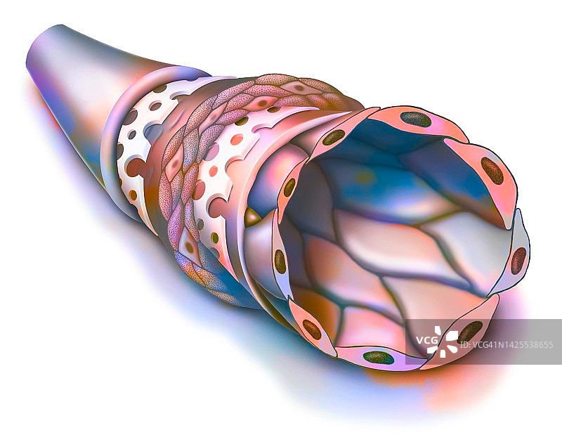 动脉图图片素材