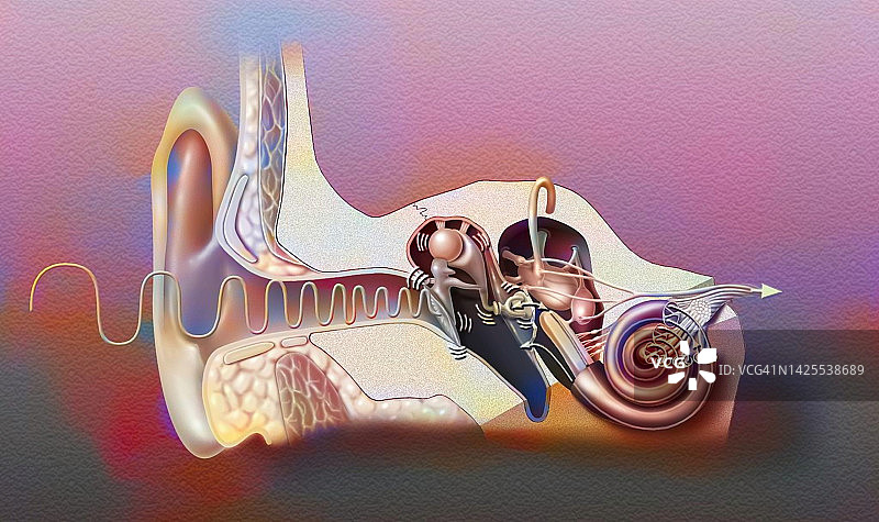 耳朵绘画图片素材