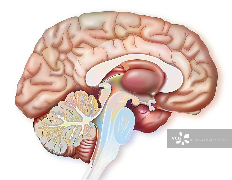 大脑插画图片素材