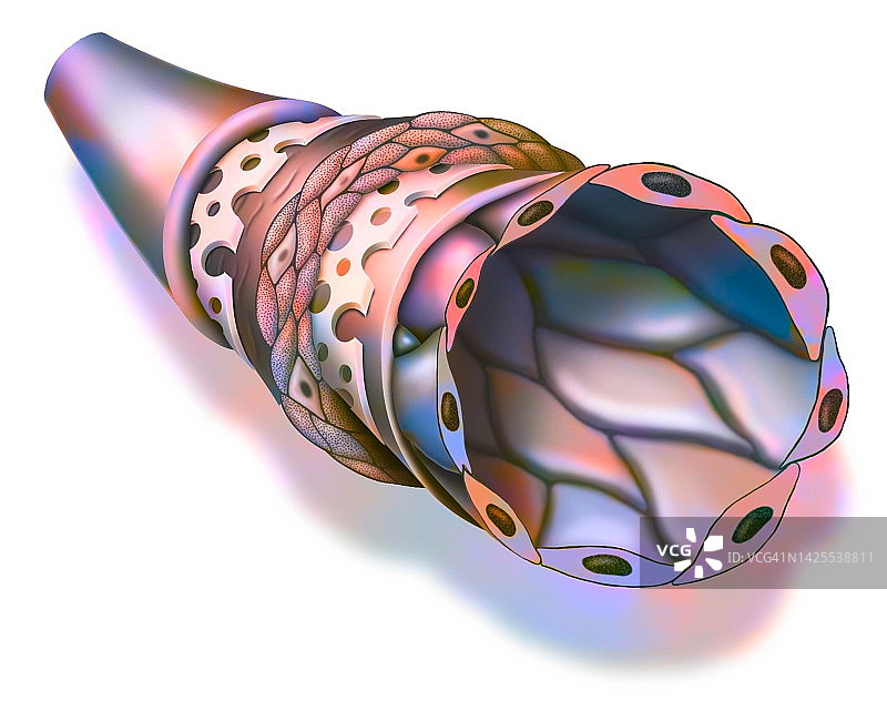 动脉图图片素材