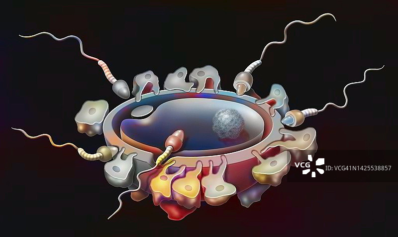 受精过程示意图图片素材