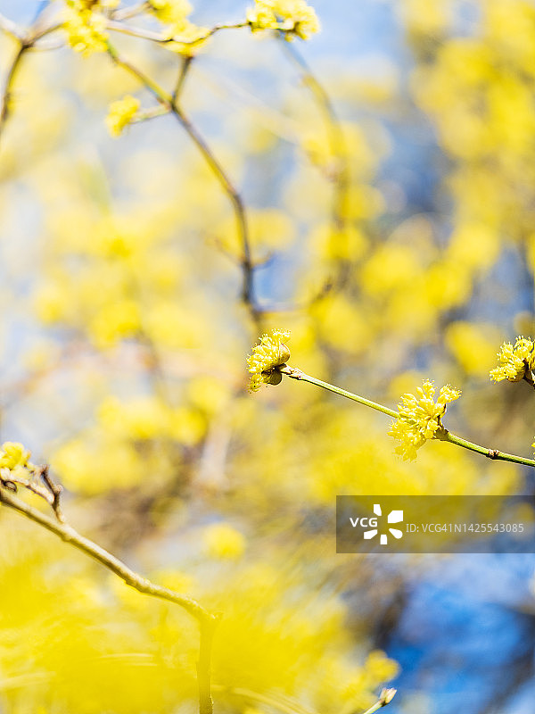 蓝天下亮黄色的山茱萸花图片素材