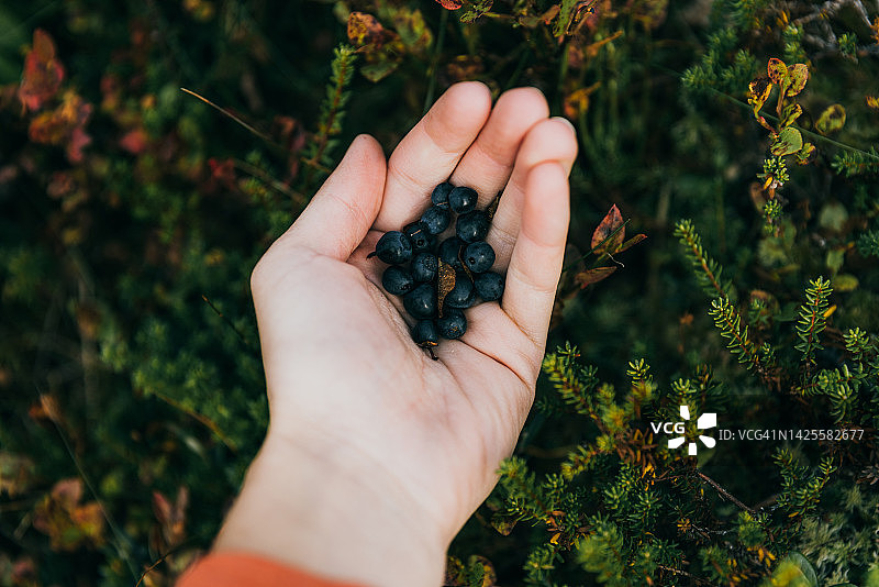 在挪威山区采摘蓝莓的女人图片素材