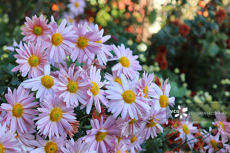 粉色菊花-柬埔寨皇后图片素材