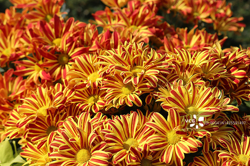 印度菊花图片素材