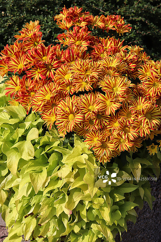 印度菊花图片素材