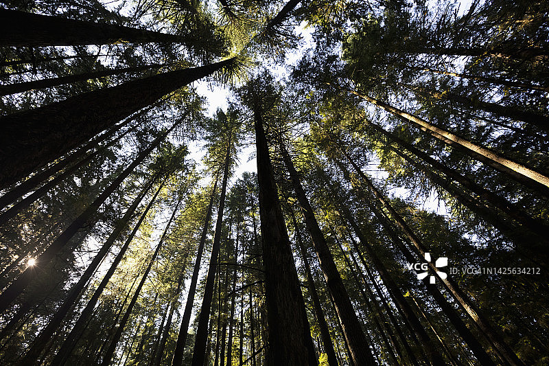 仰视茂密森林图片素材
