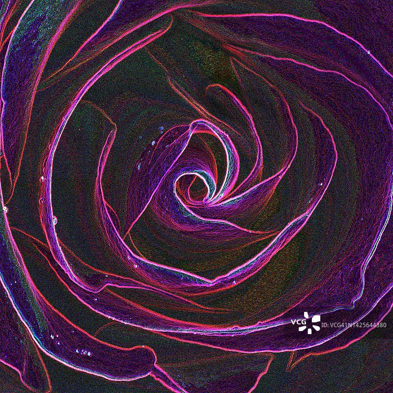 玫瑰花中心折叠花瓣的艺术诠释图片素材