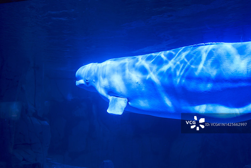 透过玻璃可以看到水底的白鲸直视前方图片素材