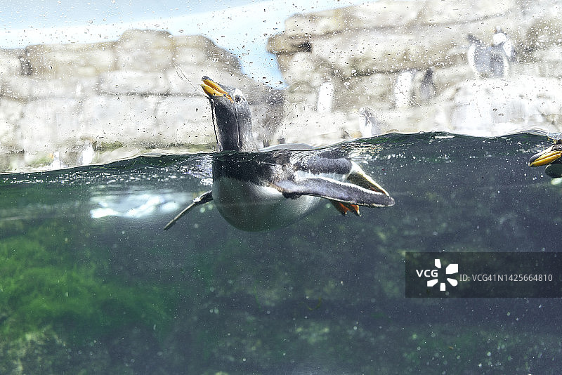 水中企鹅图片素材