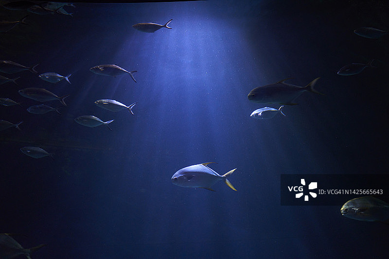 阳光照射下水底的一群鱼图片素材