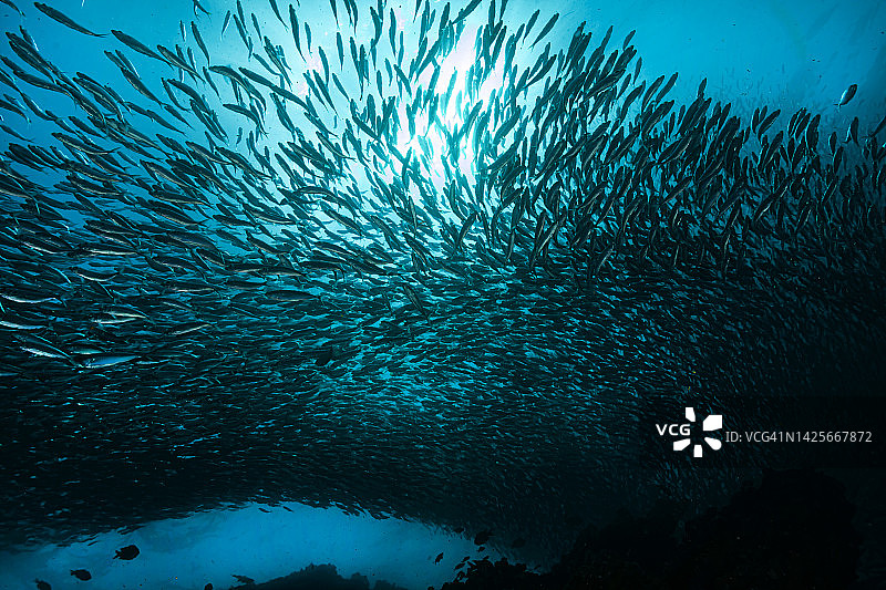 虚假鲱鱼群图片素材