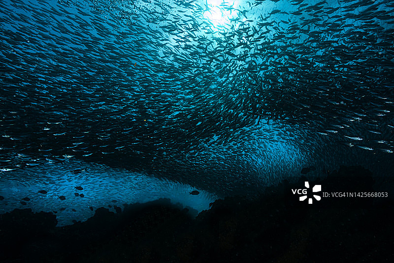 虚假鲱鱼群图片素材