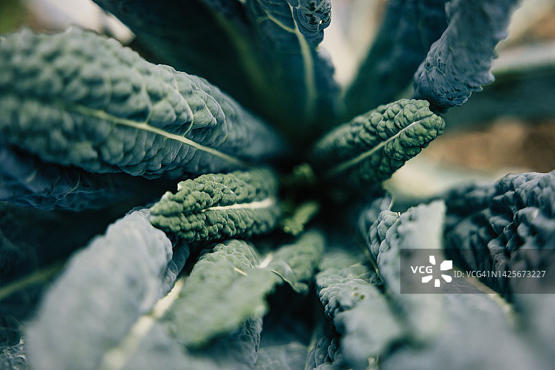 自家种植的有机羽衣甘蓝图片素材