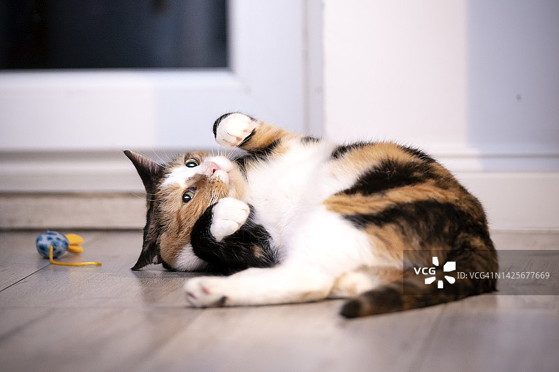 玳瑁猫趴在地板上图片素材