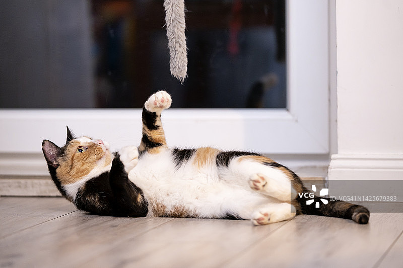 一只玩耍的小猫图片素材