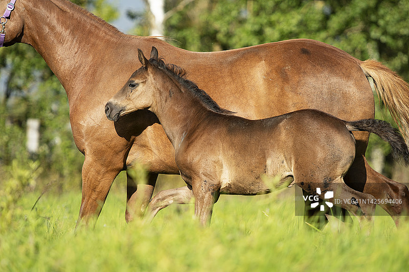在牧场上和他妈妈一起奔跑的黑棕色小马驹，阳光明媚图片素材