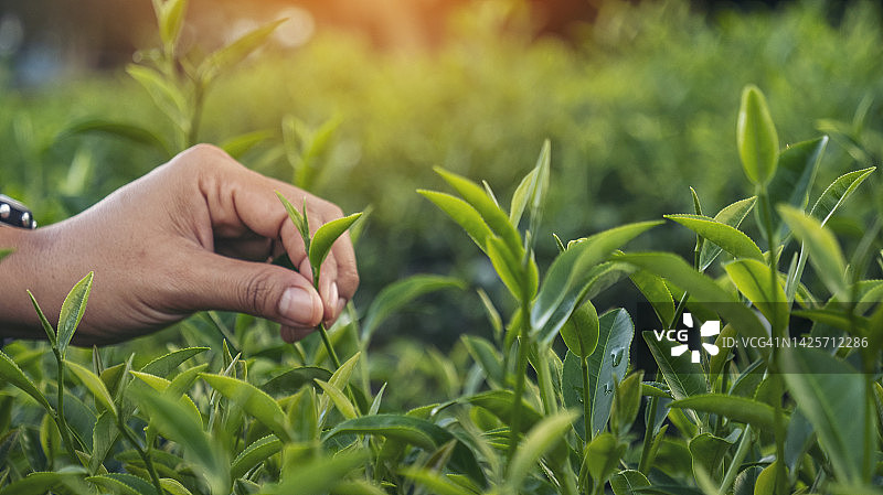 女人采摘有机茶园中的嫩芽图片素材